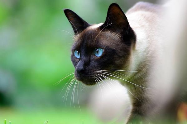 暹羅貓市場價格多少錢一只 暹羅貓為什么這么便宜