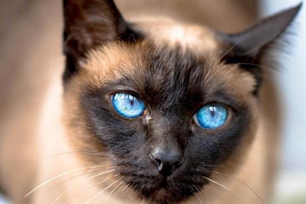 暹羅貓市場價格多少錢一只 暹羅貓為什么這么便宜