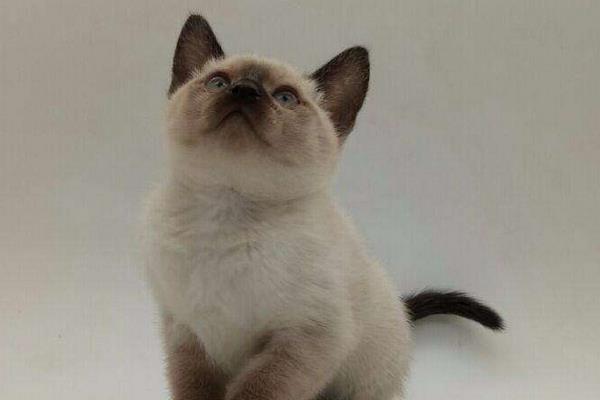 暹羅貓市場價格多少錢一只 暹羅貓為什么這么便宜