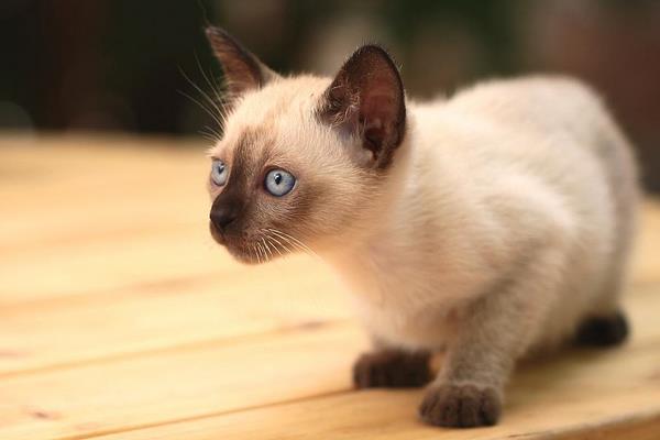 暹羅貓市場價格多少錢一只 暹羅貓為什么這么便宜