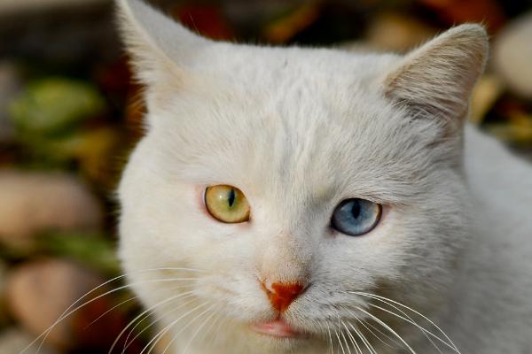 波斯貓的眼睛是什么顏色 波斯貓的特征