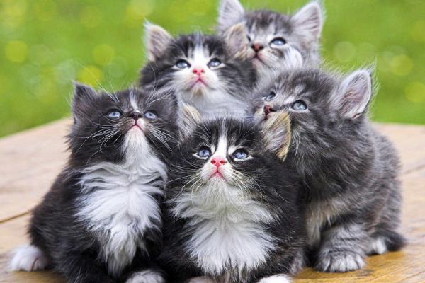 波斯貓的眼睛是什么顏色 波斯貓的特征