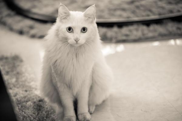 波斯貓的眼睛是什么顏色 波斯貓的特征