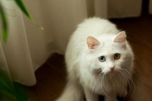 波斯貓的眼睛是什么顏色 波斯貓的特征