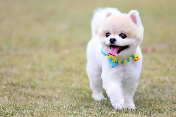 狗狗巴貝斯蟲病能活幾天 巴貝斯蟲病怎么治療