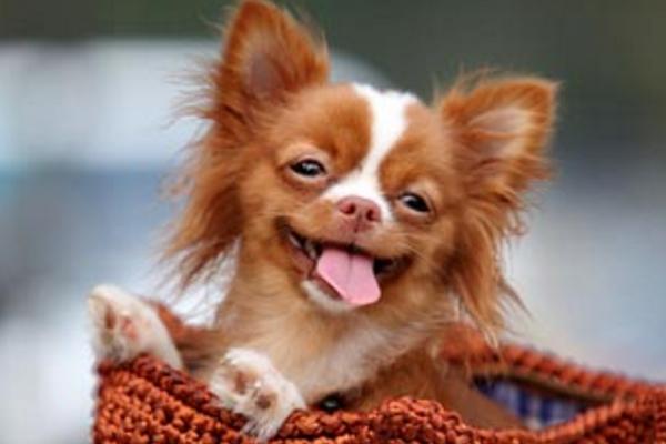 狗狗巴貝斯蟲病能活幾天 巴貝斯蟲病怎么治療