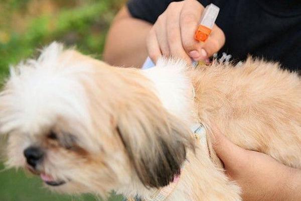 狗狗巴貝斯蟲病能活幾天 巴貝斯蟲病怎么治療