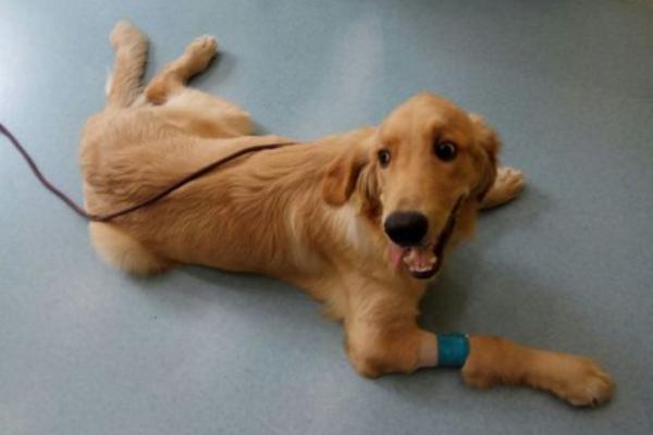 狗狗巴貝斯蟲病能活幾天 巴貝斯蟲病怎么治療