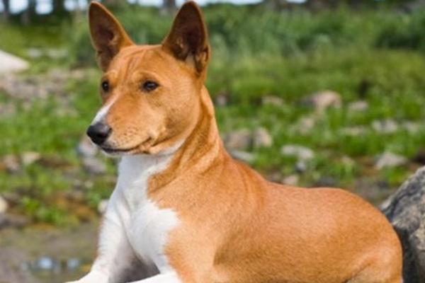 巴仙吉犬市場價格多少錢一只 巴仙吉犬為什么禁養(yǎng)