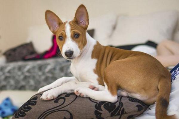 巴仙吉犬市場價格多少錢一只 巴仙吉犬為什么禁養(yǎng)