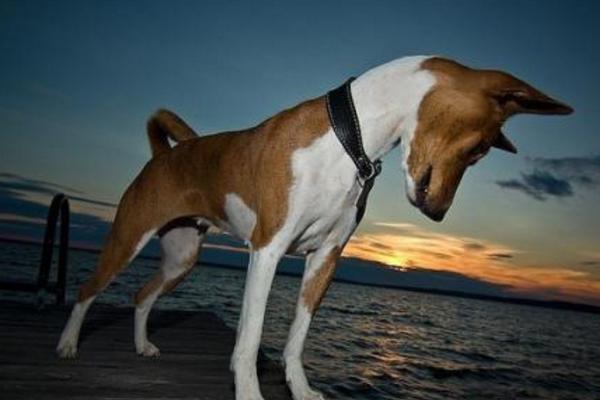 巴仙吉犬市場價格多少錢一只 巴仙吉犬為什么禁養(yǎng)