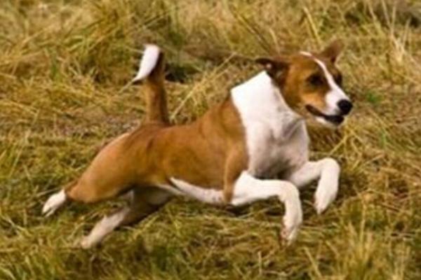 巴仙吉犬市場價格多少錢一只 巴仙吉犬為什么禁養(yǎng)