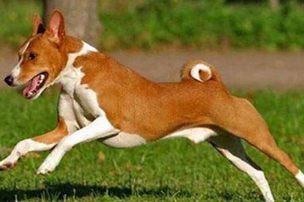 巴仙吉犬市場價格多少錢一只 巴仙吉犬為什么禁養(yǎng)