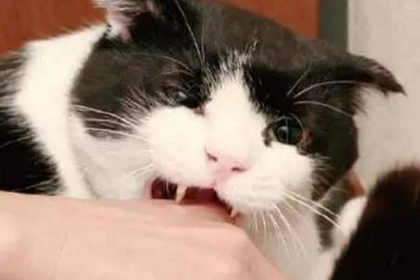 被貓抓會得狂犬病么 打了狂犬病疫苗還會得狂犬病嗎