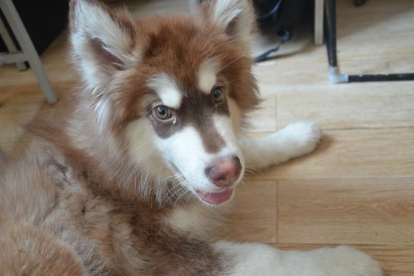 犬瘟熱初期癥狀 犬瘟熱能治好嗎