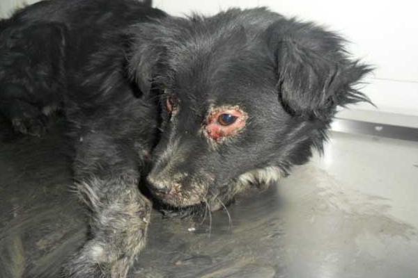 犬瘟熱初期癥狀 犬瘟熱能治好嗎