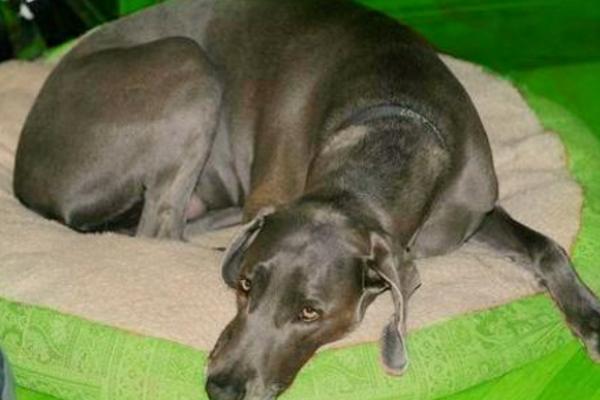 犬瘟熱初期癥狀 犬瘟熱能治好嗎