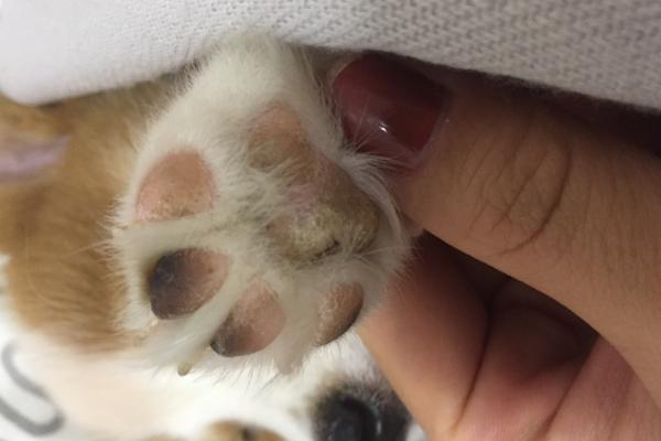 犬瘟熱初期癥狀 犬瘟熱能治好嗎