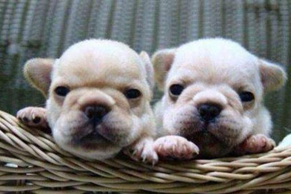 犬瘟熱初期癥狀 犬瘟熱能治好嗎