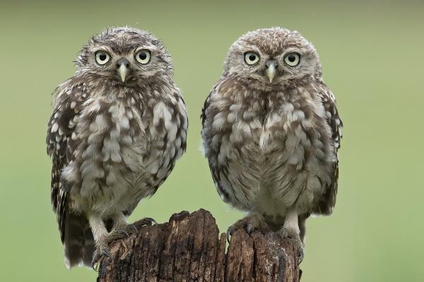 為什么貓頭鷹叫會死人 為什么不能對貓頭鷹笑
