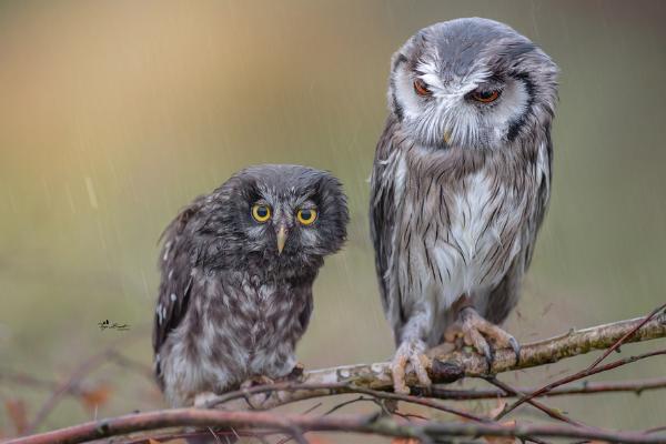 貓頭鷹是幾級保護動物 貓頭鷹可以養嗎 養貓頭鷹違法嗎