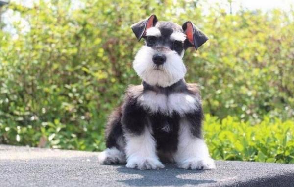 雪納瑞智商排名第幾（相當于幾歲） 雪納瑞是哪個國家的狗