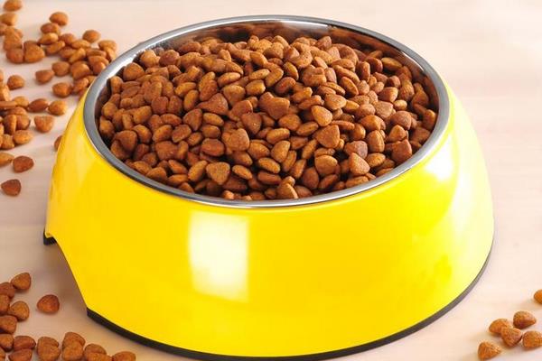 雪納瑞吃什么狗糧好 雪納瑞第一胎能生幾只