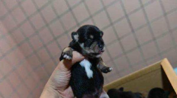 雪納瑞吃什么狗糧好 雪納瑞第一胎能生幾只