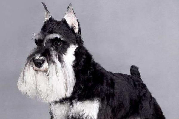 雪納瑞吃什么狗糧好 雪納瑞第一胎能生幾只