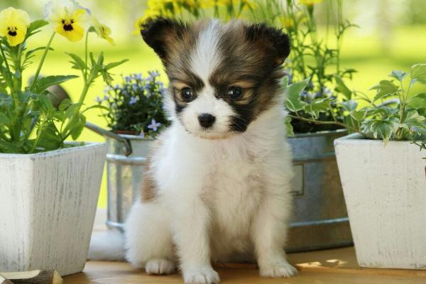 蝴蝶犬怎么訓練 蝴蝶犬吃什么狗糧