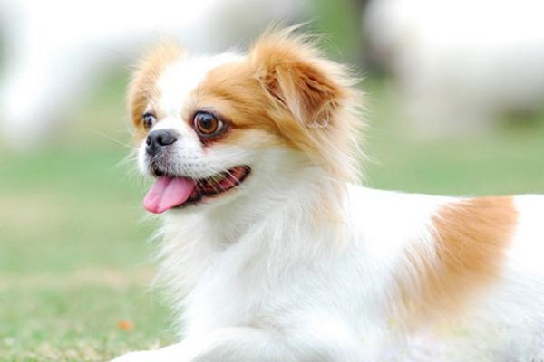 蝴蝶犬怎么訓練 蝴蝶犬吃什么狗糧