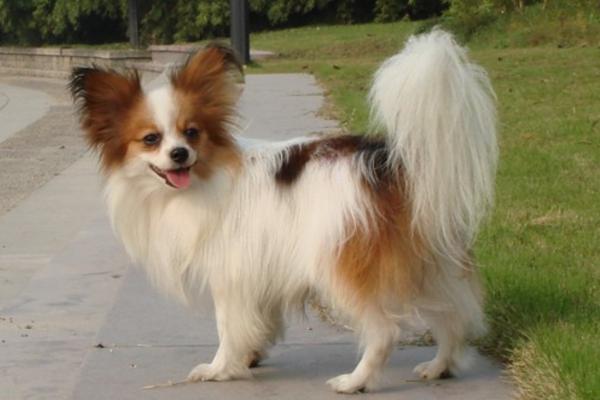 蝴蝶犬怎么訓練 蝴蝶犬吃什么狗糧