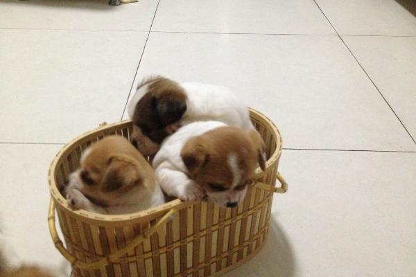 蝴蝶犬怎么訓練 蝴蝶犬吃什么狗糧