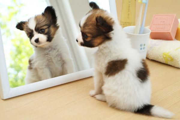 蝴蝶犬怎么訓練 蝴蝶犬吃什么狗糧