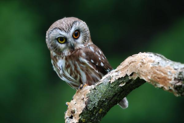 為什么不要放生貓頭鷹 放生貓頭鷹有什么寓意