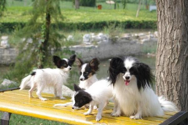 蝴蝶犬市場價格多少錢一只 蝴蝶犬為什么那么便宜