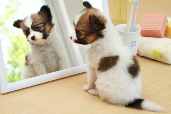 蝴蝶犬市場價格多少錢一只 蝴蝶犬為什么那么便宜