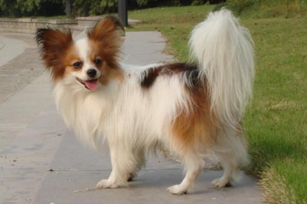 蝴蝶犬市場價格多少錢一只 蝴蝶犬為什么那么便宜