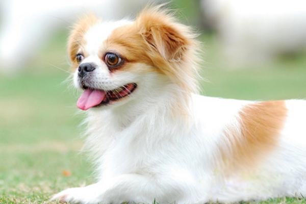 蝴蝶犬市場價格多少錢一只 蝴蝶犬為什么那么便宜