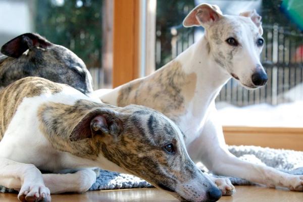 惠比特犬市場價格多少錢一只 惠比特犬如何訓(xùn)練