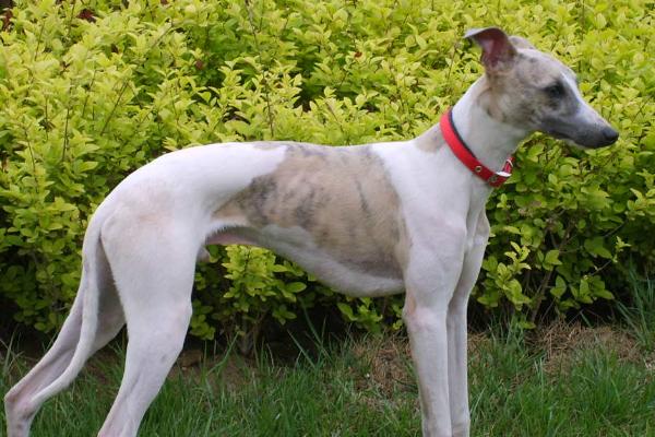 惠比特犬市場價格多少錢一只 惠比特犬如何訓(xùn)練