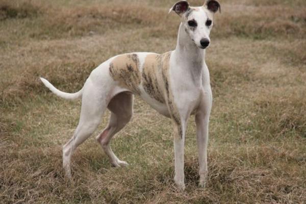 惠比特犬市場價格多少錢一只 惠比特犬如何訓(xùn)練