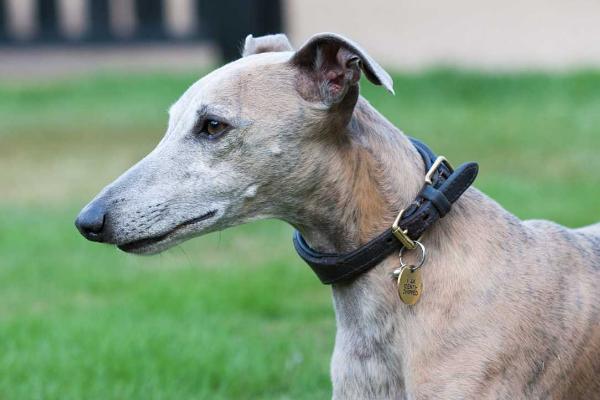 惠比特犬市場價格多少錢一只 惠比特犬如何訓(xùn)練