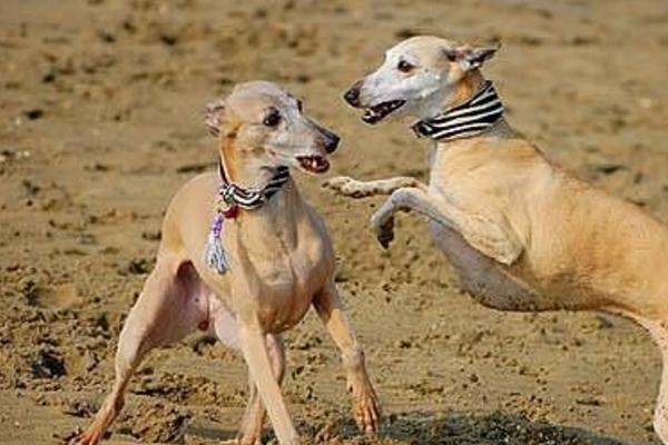 惠比特犬市場價格多少錢一只 惠比特犬如何訓(xùn)練