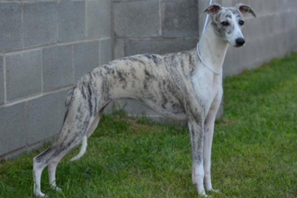 惠比特犬市場價格多少錢一只 惠比特犬如何訓(xùn)練