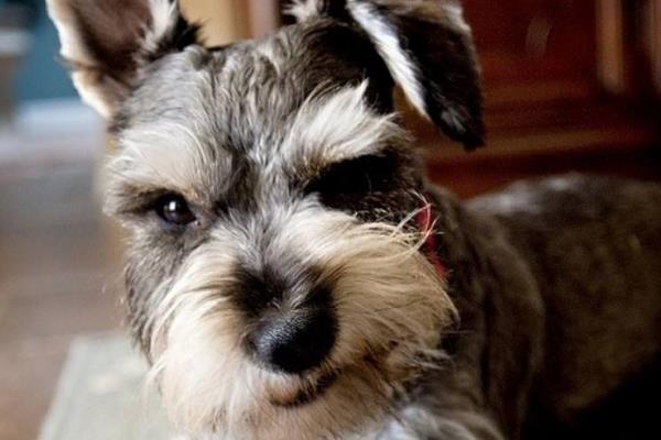 雪納瑞智商排名第幾(相當于幾歲) 雪納瑞是哪個國家的狗