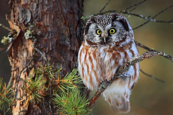 貓頭鷹吃什么食物 貓頭鷹能養嗎