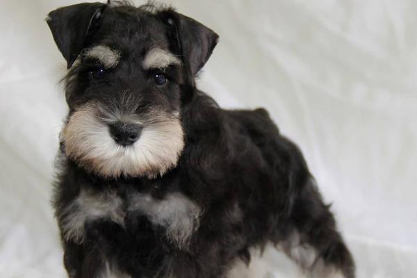 雪納瑞智商排名第幾(相當于幾歲) 雪納瑞是哪個國家的狗