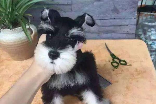 雪納瑞智商排名第幾(相當于幾歲) 雪納瑞是哪個國家的狗