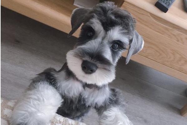 雪納瑞智商排名第幾(相當于幾歲) 雪納瑞是哪個國家的狗